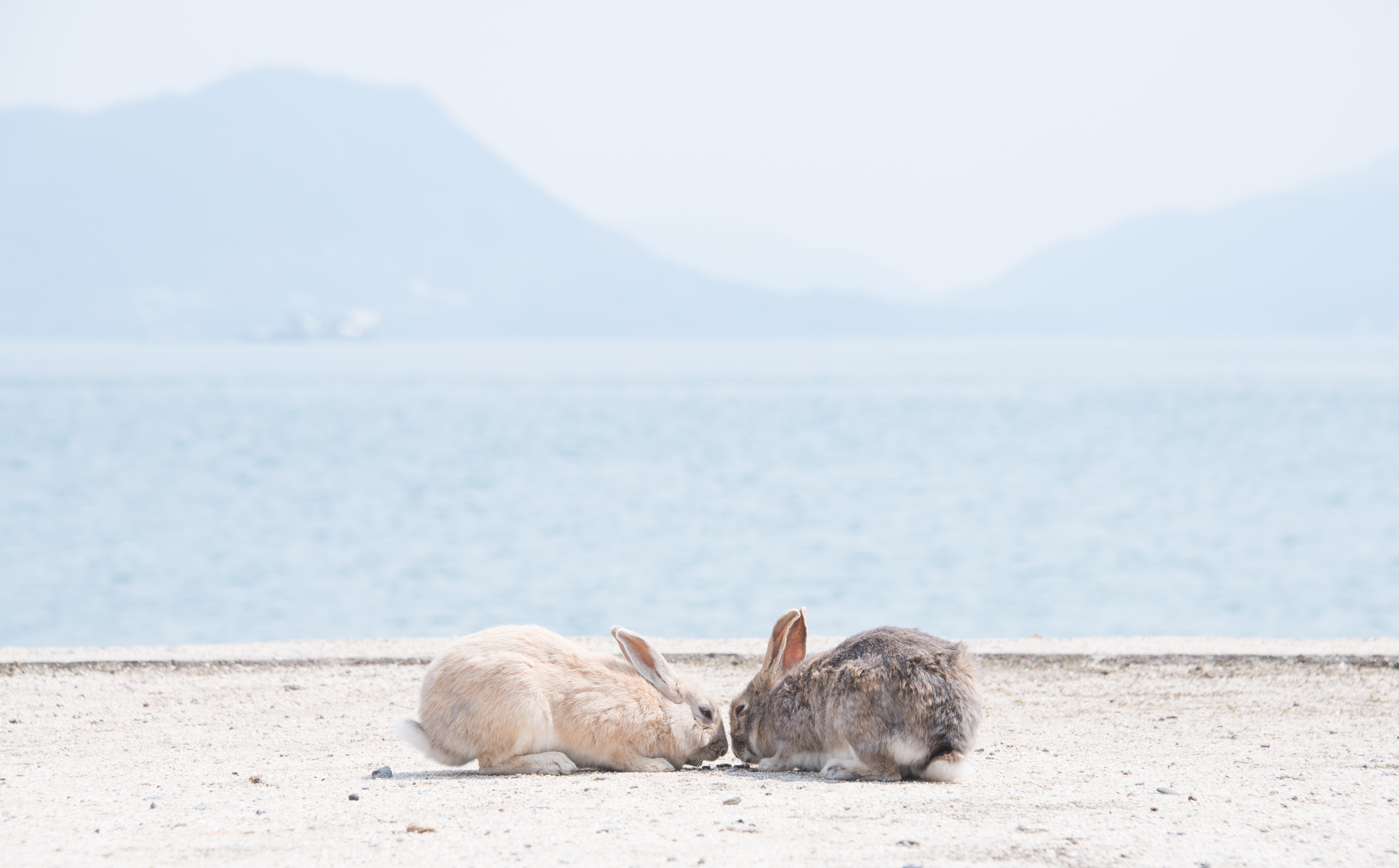 瀬戸内海に浮かぶ癒しの“うさぎ島”。広島「大久野島」へプチ旅♪ | り