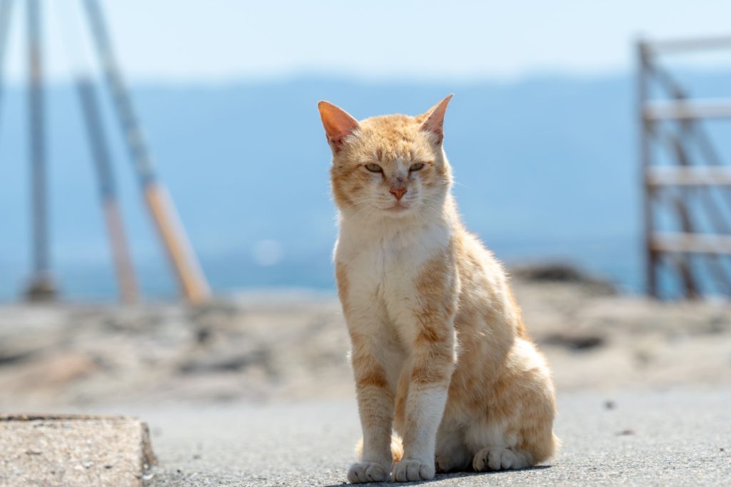 日本各地の「猫島」10選！島のニャンコに癒されたい猫好きさん集まれ！