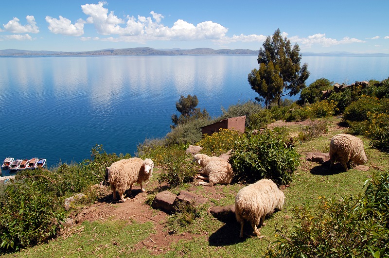 タキーレ島_タキーレ島の羊