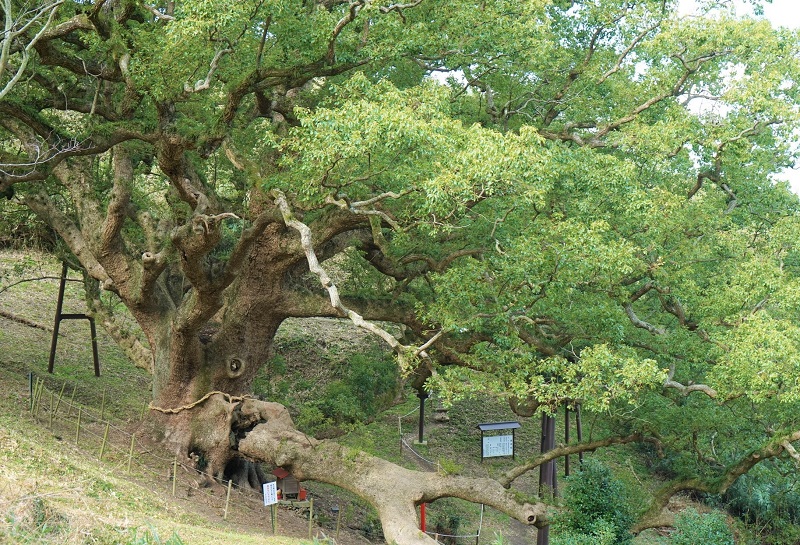 神秘の離島「志々島」。樹齢1200年の大楠と癒しの絶景！