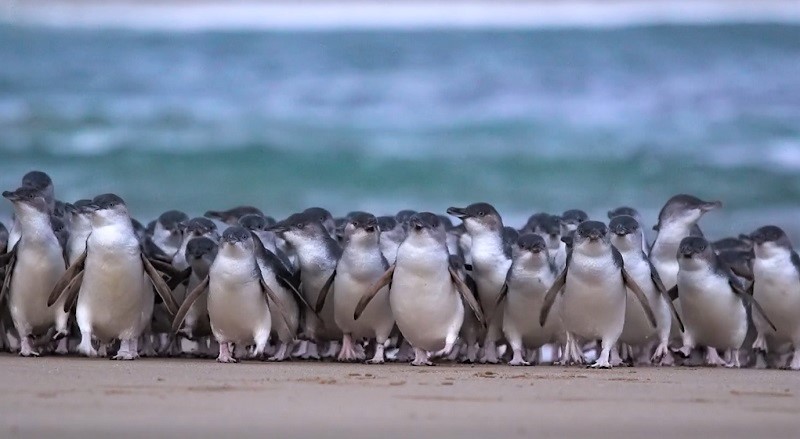 フィリップ島：世界初！野生動物の楽園よりペンギンパレード生配信スタート