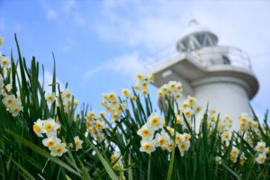 六島_水仙と灯台_210406