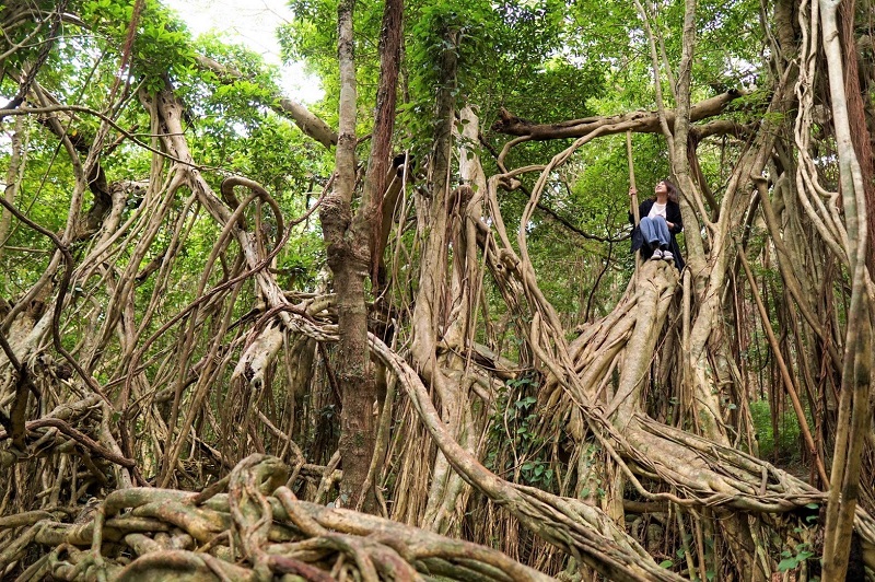 【猿川ガジュマル】屋久島で亜熱帯のジャングルを体験できる穴場スポット