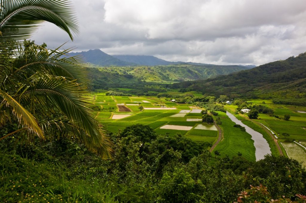 【ハナレイ渓谷展望台】ハワイ・カウアイ島の美しい渓谷と緑ゆたかな景色が広がる展望台