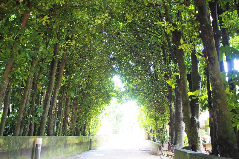 【渡名喜村の村木・フクギの並木道】集落を守る緑のトンネル
