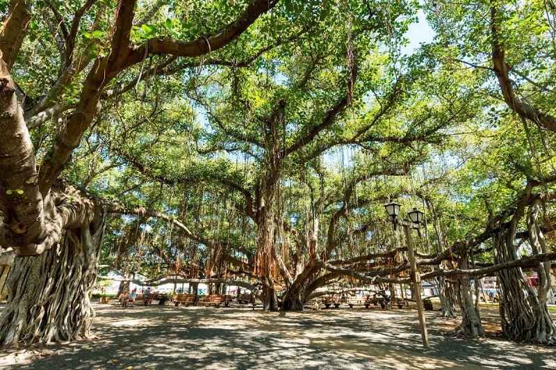 バニヤンツリー | ハワイ・マウイ島のラハイナのシンボル