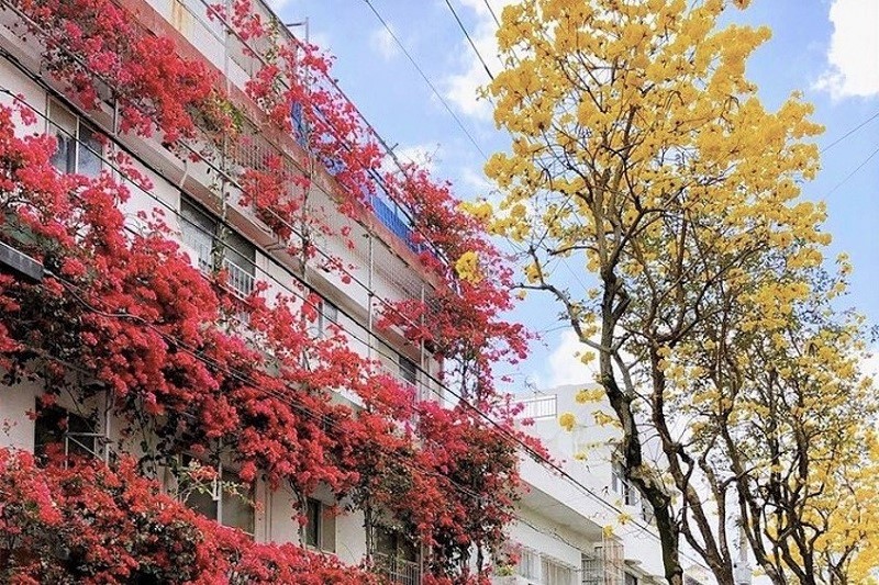 【イッペー通り】沖縄市を彩る黄色の花イッペーとブーゲンビリアが咲き誇る道