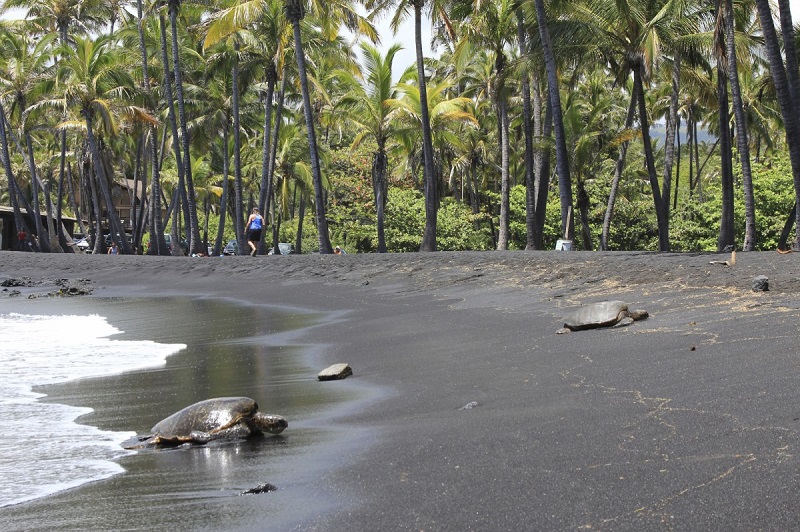 プナルウ黒砂海岸 |  ハワイでもっとも有名なハワイ島の黒砂のビーチ