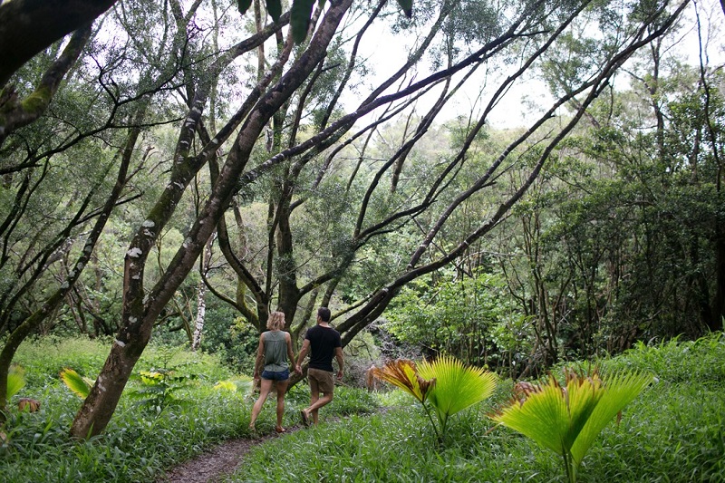 【ワイカモイ・リッジ・トレイル】ハワイ・マウイ島の短いハイキングコース