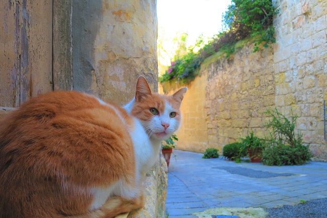 マルタ島_ラバトの街角にたたずむ猫
