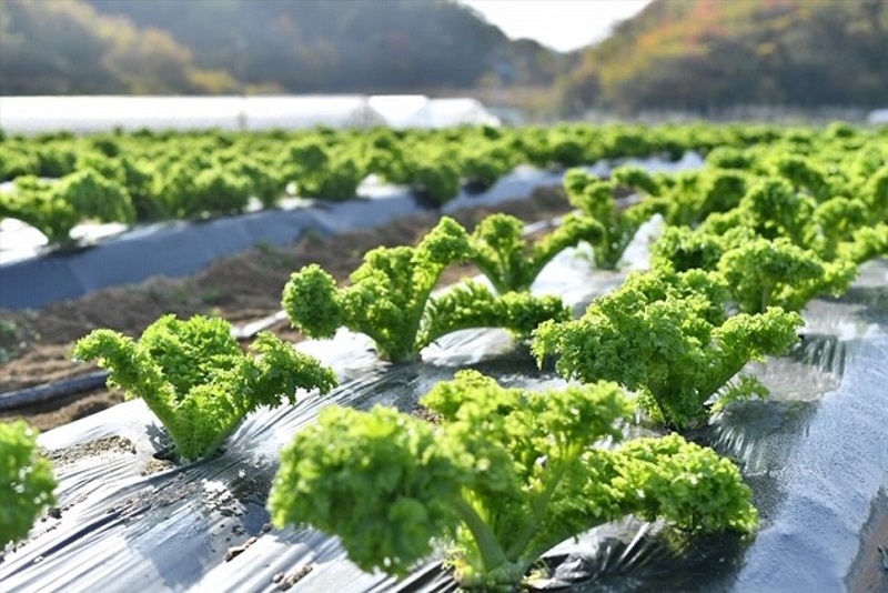 広島県因島のオリジナル葉物野菜「しまなみリーフ®」今年も冬季限定販売
