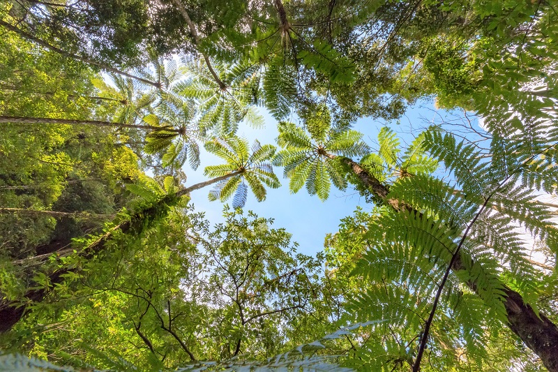 【金作原原生林トレッキング】奄美大島のジャングルツアーはまるで映画の世界！？