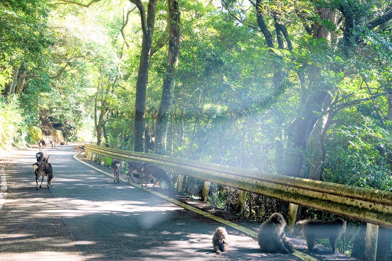【西部林道】野生のサルとシカに会える屋久島の世界遺産地域をドライブ