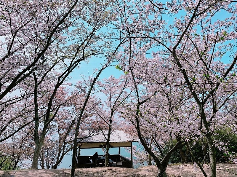 小豆島の春の訪れを感じる「小豆島お花見」おすすめポイント