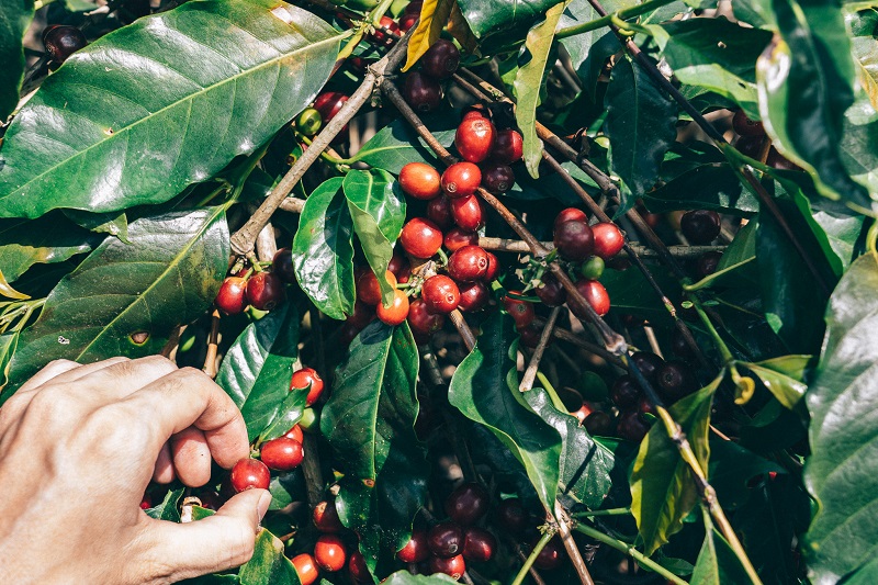 コーヒー生産を体験するインドネシア バリ島のコーヒー農園ツアー開催