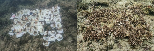 沖縄_オリックスレンタカー×たびらい「美ら海サンゴ大作戦2023」