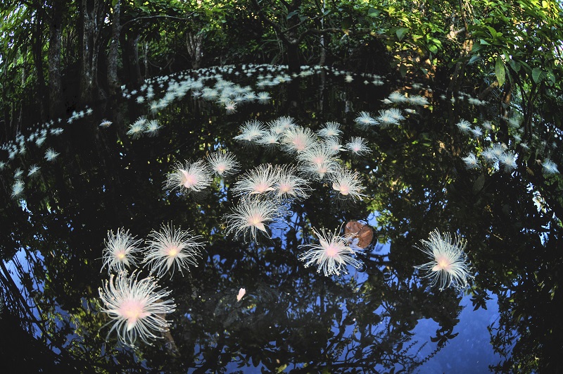 星野リゾート 西表島ホテル、水面に浮かぶ一夜限りの幻の花を楽しむ「絶景早朝サガリバナクルーズ」開催