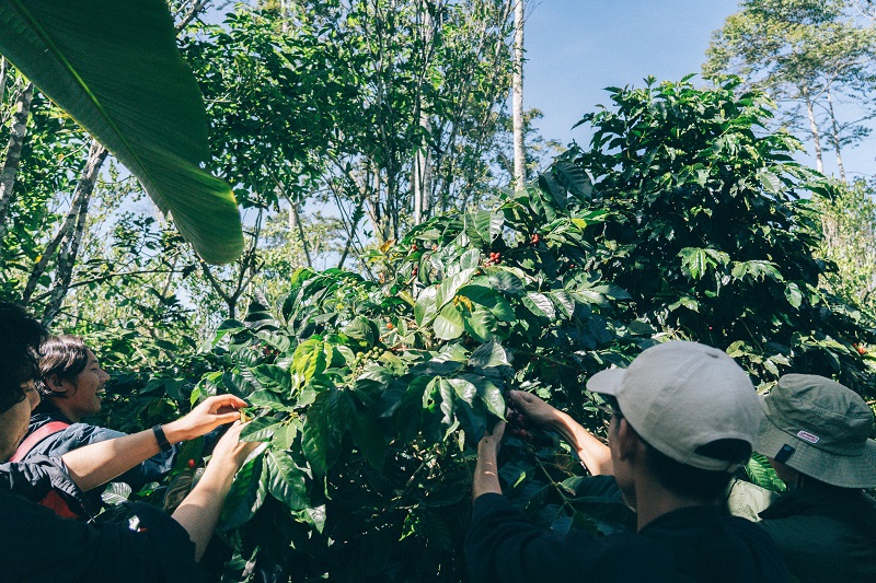 農園に宿泊してコーヒー収穫体験「バリ島コーヒー農園ツアー」開催