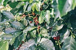 インドネシア・バリ島_LIGHT UP COFFEE　コーヒー農園ツアー