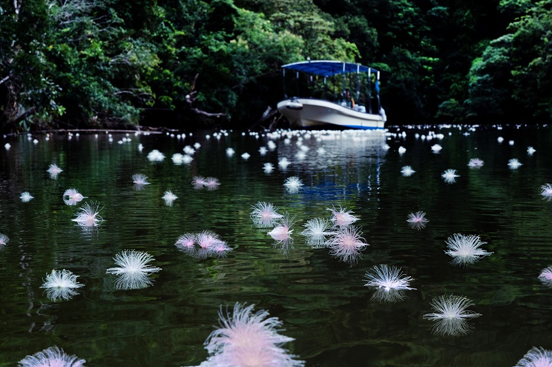 星野リゾート 西表島ホテル、水面に浮かぶ一夜限りの花を楽しむ「絶景サガリバナクルーズ」今年も開催