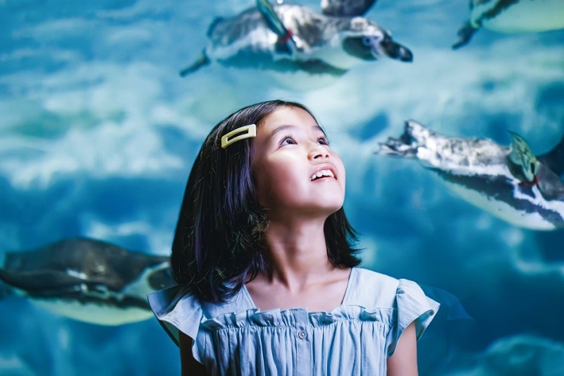 DMMかりゆし水族館、沖縄県民向け特別割引キャンペーン「しまんちゅ割」6月限定開催
