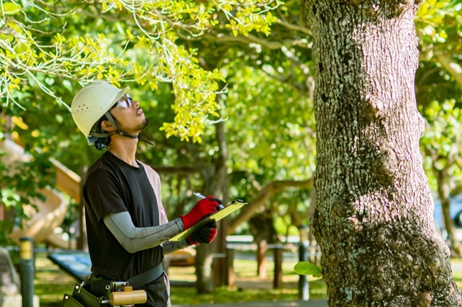 父島・母島_小笠原グリーン株式会社・樹木点検-働く様子_島職