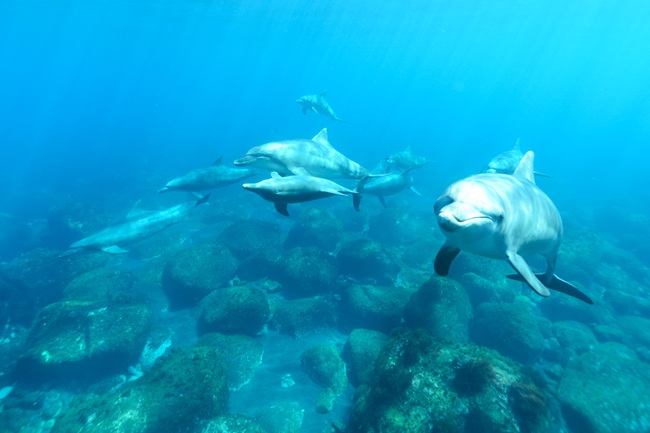 三宅島・御蔵島_三宅島建設工業株式会社_島職