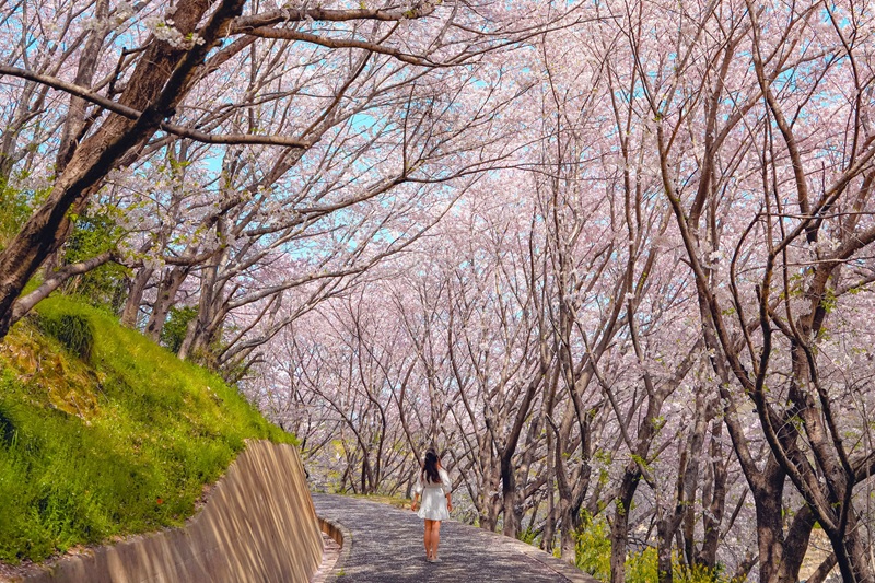 今年の春は離島でお花見！千本桜のトンネルが絶景すぎる「佐木島」