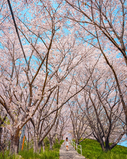 佐木島_塔の峰千本桜_W02