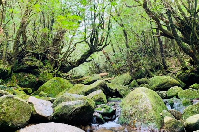 奄美群島_株式会社セノン南九州支社_島職