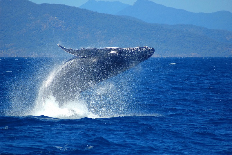 グレートバリアリーフで出会えるザトウクジラ～ケアンズで楽しむ期間限定のホエールウオッチング